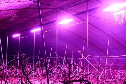 大棚種植戶的福音！