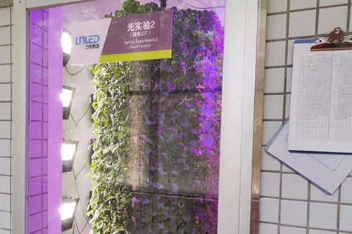 力儂光測(cè)試試驗(yàn)室里的氣霧栽培