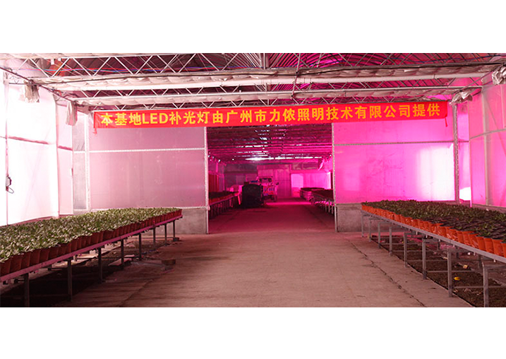 金鄉(xiāng)縣高創(chuàng)農(nóng)業(yè)科技有限公司多肉植物案例