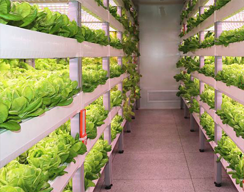 室內(nèi)植物工廠