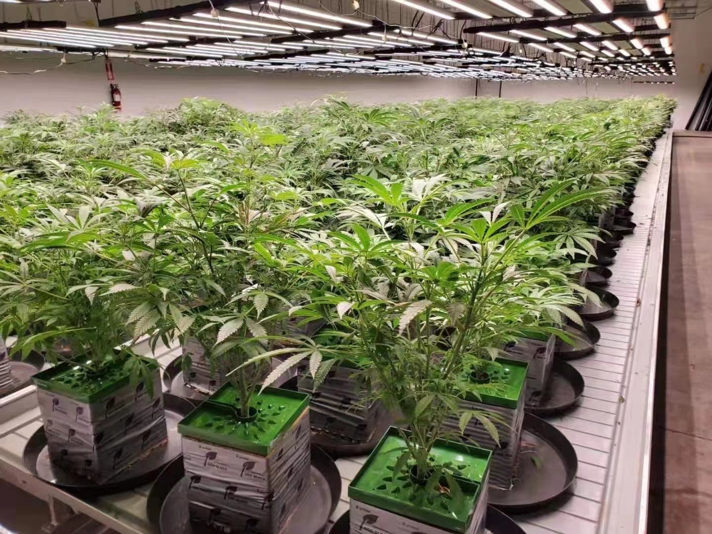 室內(nèi)植物生長燈使用指南