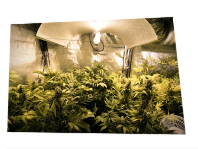 大麻種植技巧：如何設置室內(nèi)植物燈